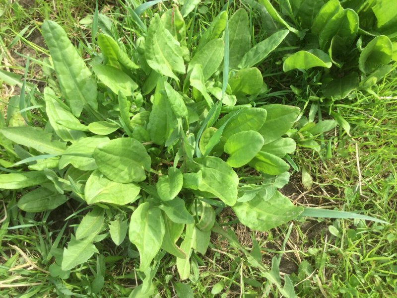 Щавель обыкновенный Rumex acetosa