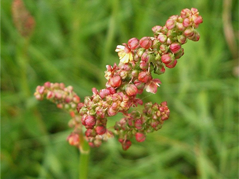 Кислица конская