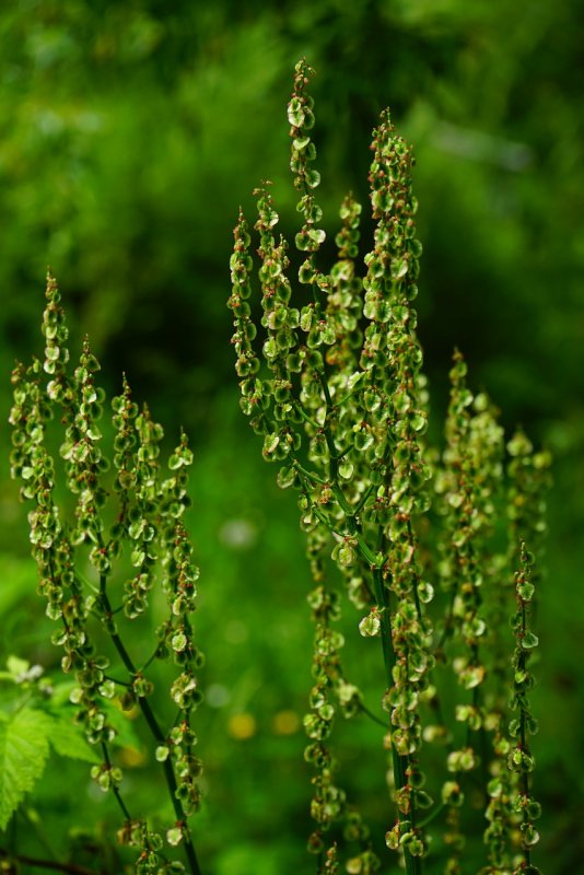 Щавель (Rumex)