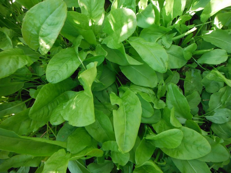 Щавель курчавый (Rumex crispus)