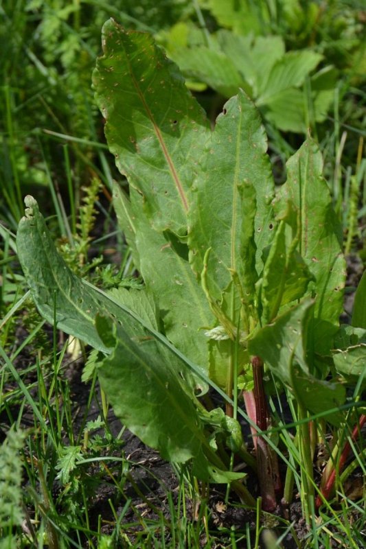 Щавелек – Rumex acetosella l.