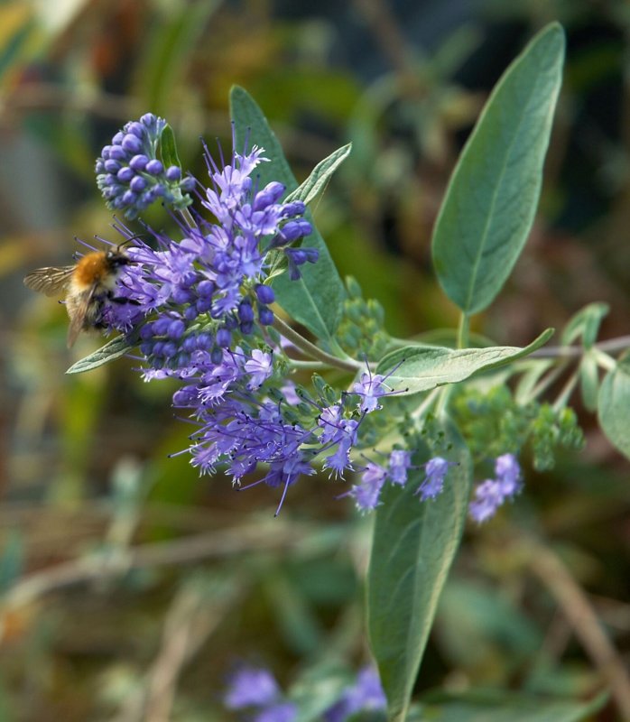 Кариоптерис Vitroflora
