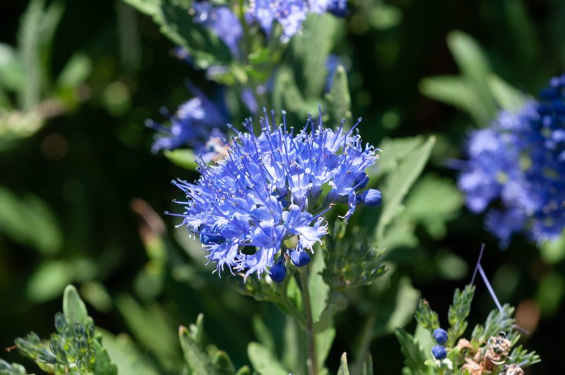 Кариоптерис кландоненский (Caryopteris clandonensis Worcester Gold)