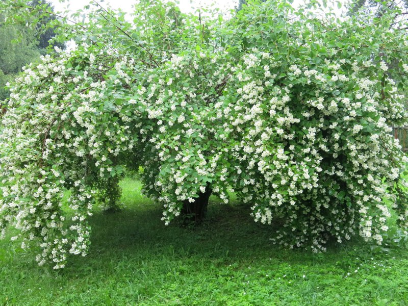Жасмин кустарник