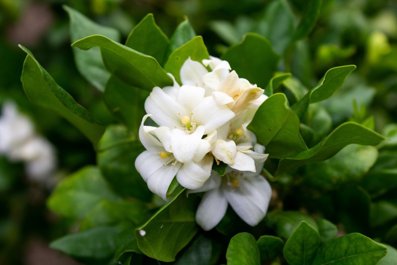 Jasmine Tree