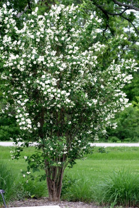 Чубушник филадельфус