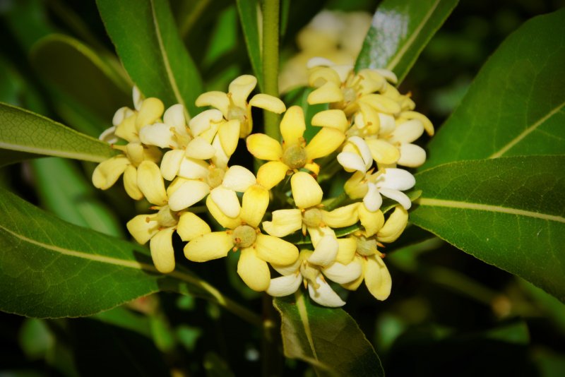 Jasmine Tree