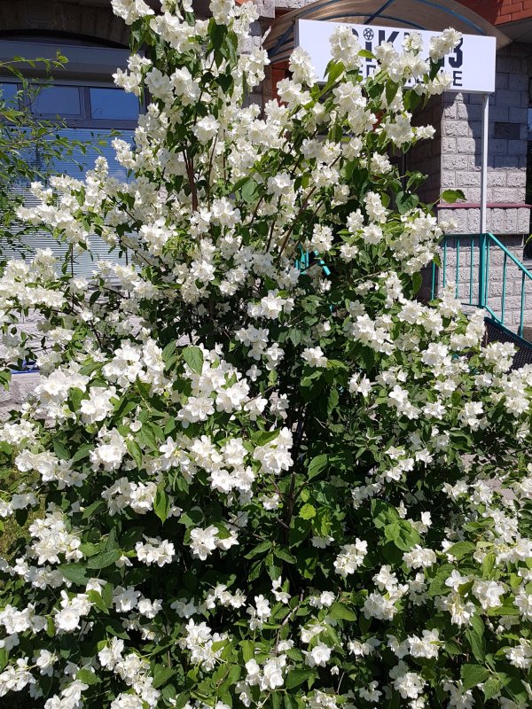 Magnolia inglefieldii