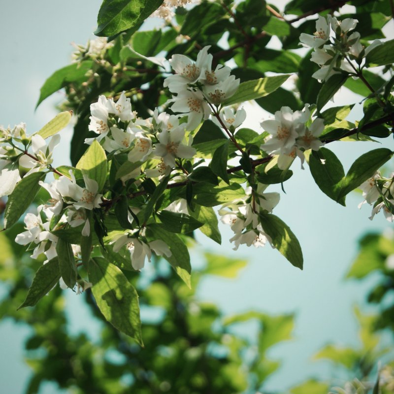 Thymes Temple Tree Jasmine