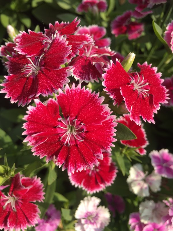 Садовая гвоздика Dianthus CA