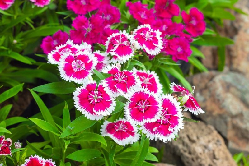 Dianthus chinensis l. — гвоздика китайская