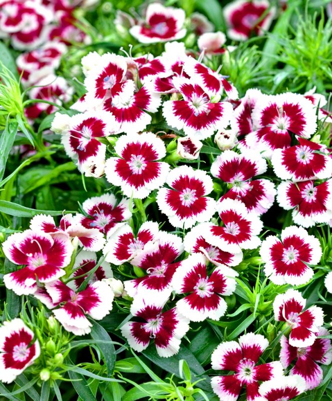 Гвоздика Альпийская Dianthus Alpinus