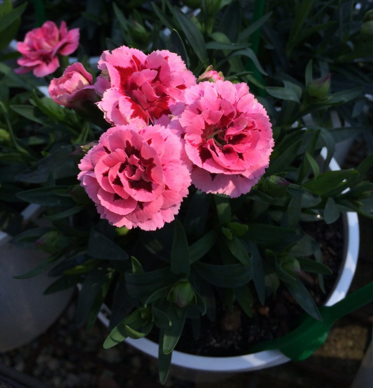 Гвоздика Dianthus Oscar