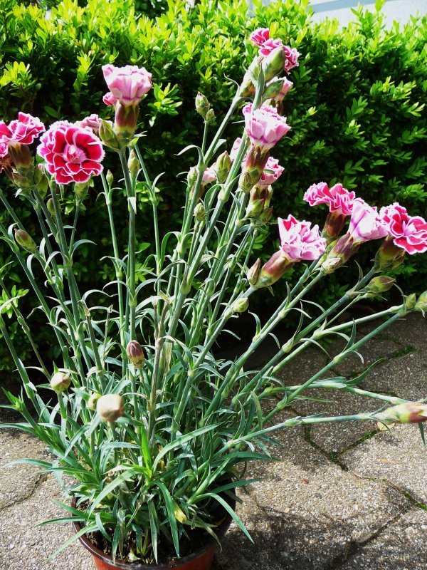 Садовая гвоздика (Dianthus caryophyllus)