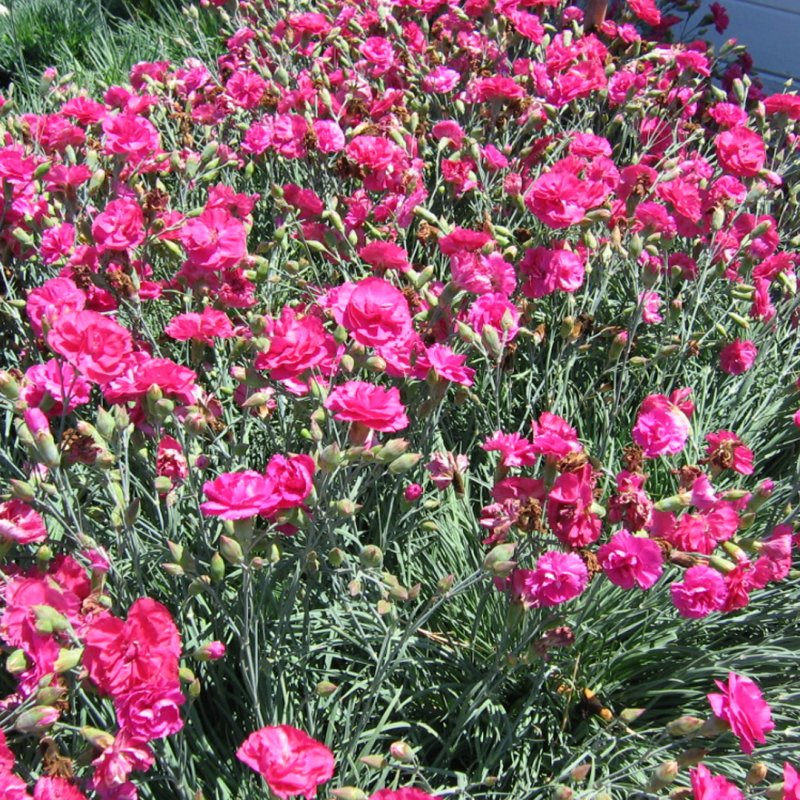 Гвоздика Dianthus gratianopolitanus Rubin
