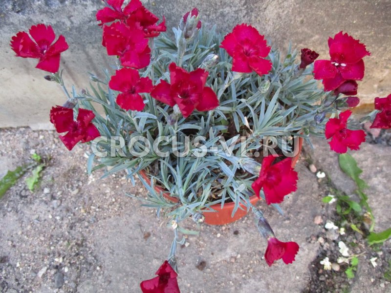 Гвоздика Dianthus gratianopolitanus Rubin