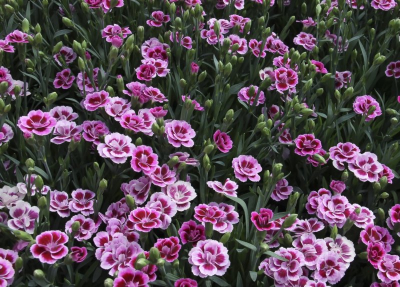 Гвоздика Dianthus caryophyllus