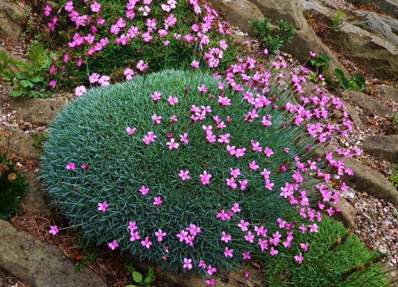 Гвоздика Dianthus Doris