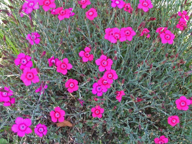 Гвоздика травянка (Dianthus deltoides)