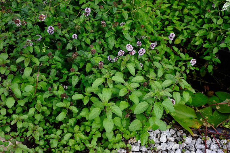 Mentha Aquatica