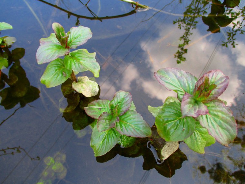 Мяты водной (Mentha Aquatica l.).