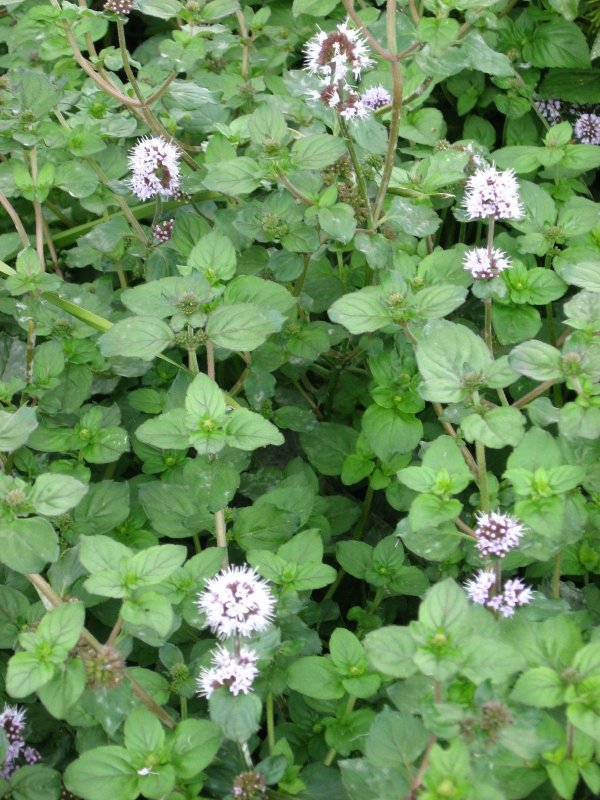 Мята водная - Mentha Aquatica