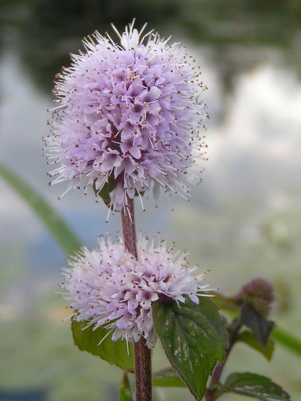 Мяты водной (Mentha Aquatica l.).