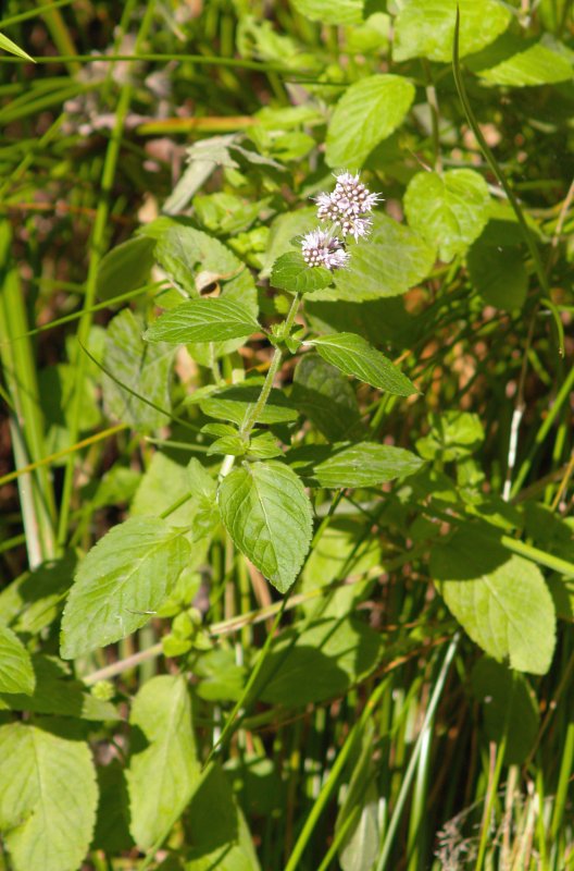 Мята водная - Mentha Aquatica