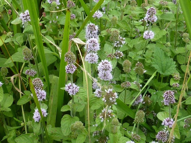 Мята Mentha Aquatica