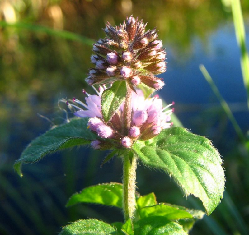 Мята водная - Mentha Aquatica