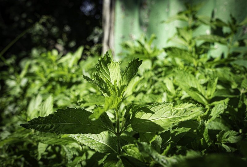Mentha spicata мята колосистая