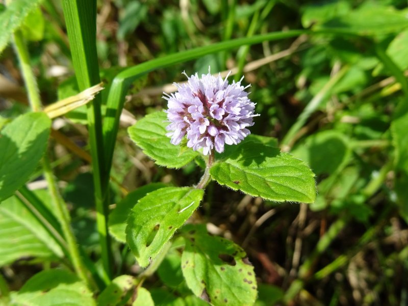 Мята Mentha Aquatica