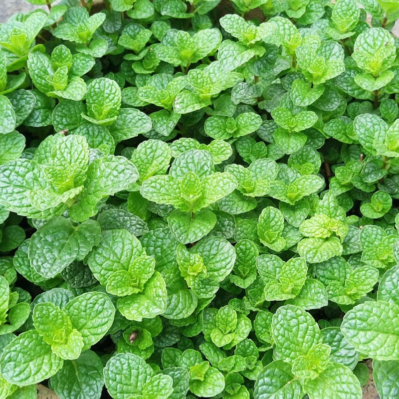 Мята 'citrata'