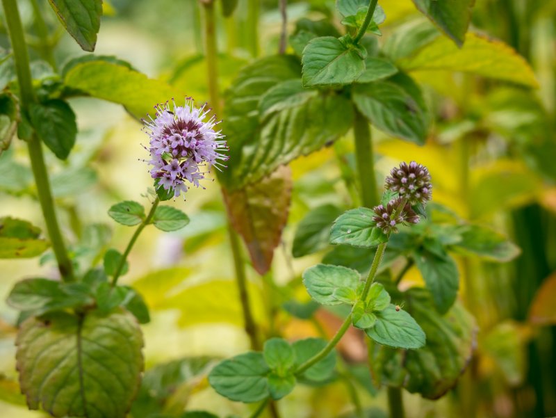 Mentha piperita ботаника