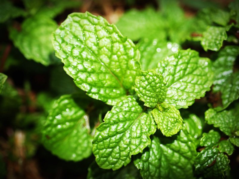 Мята перечная (Mentha piperita)