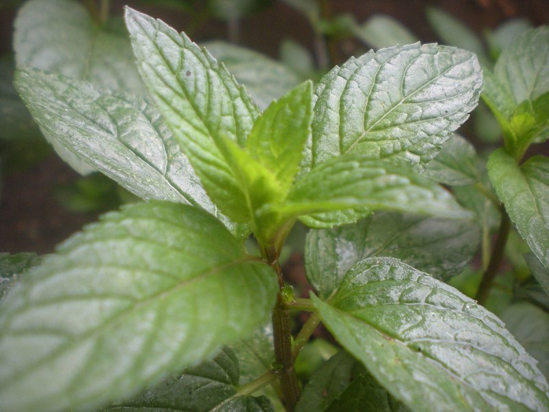 Mentha piperita - Chocolate Mint