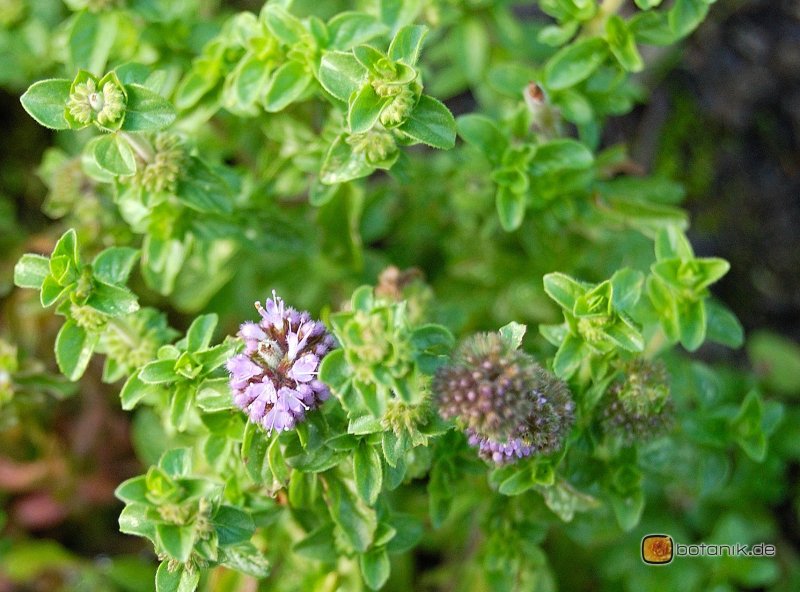 Мята Mentha spicata Moroccan