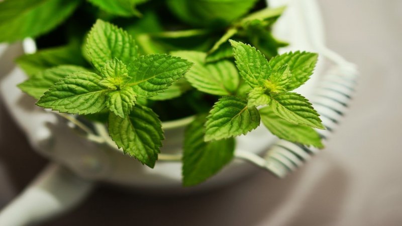 Watermint растение