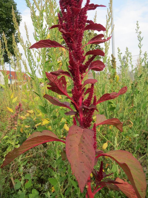 Amaranthus cruentus Амарант