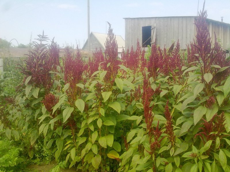 Амарант (Amaranthus), или щирица, Лисий хвост