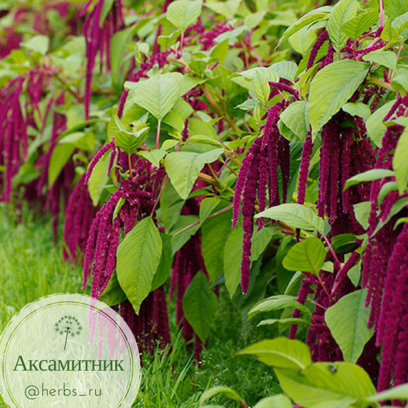 Амарант вишневый бархат