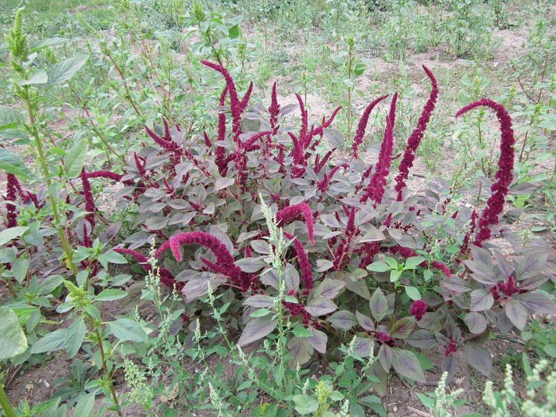 Китайский шпинат Амарант