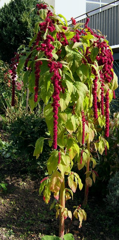 Amaranthus caudatus Rosary
