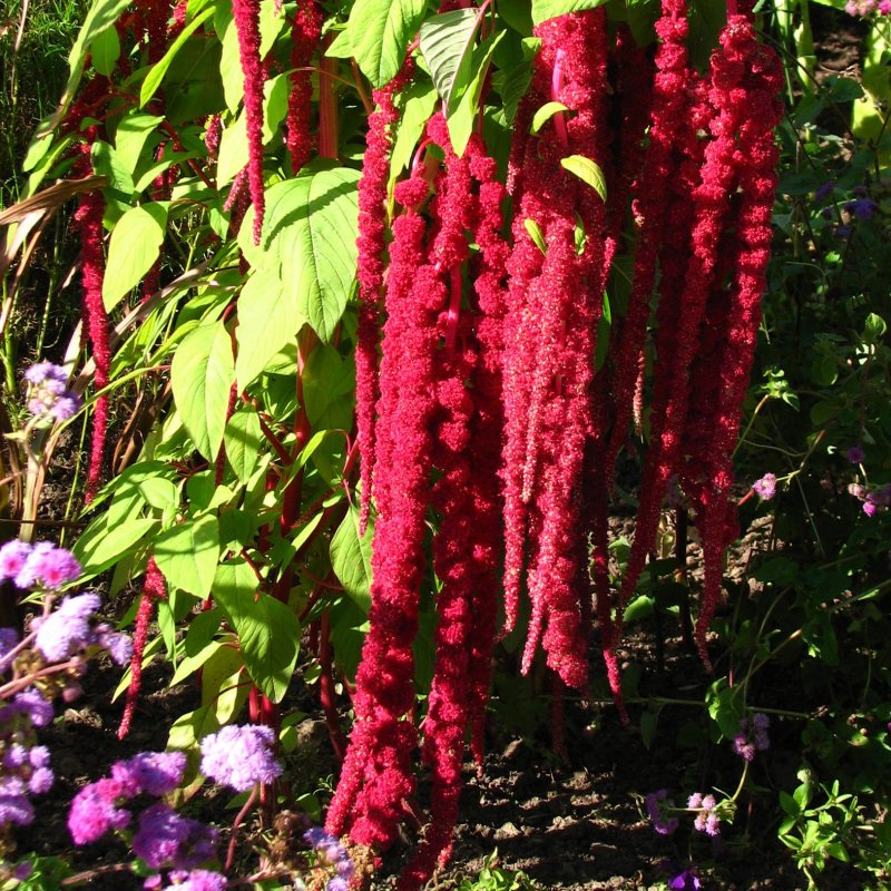 Amaranthus cruentus Амарант