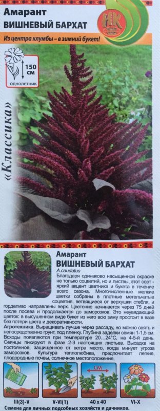 Амарант растение вишневый бархат
