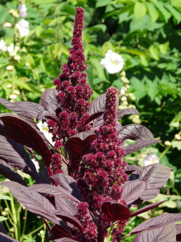 Амарант Колосистый (Amaranthus retroflexus l.)