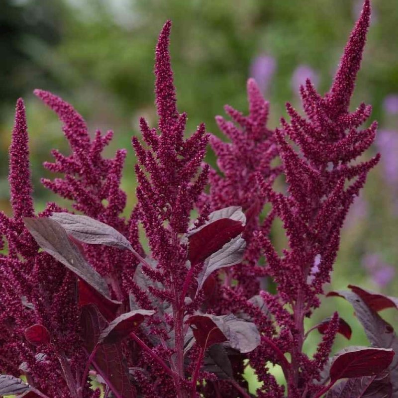 Amaranthus cruentus Амарант