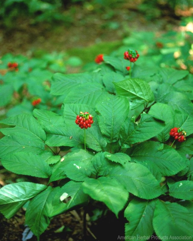 Женьшень пятилистный (Panax quinquefolius).