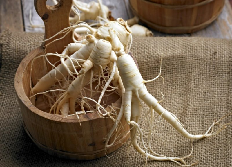 Корневище женьшеня