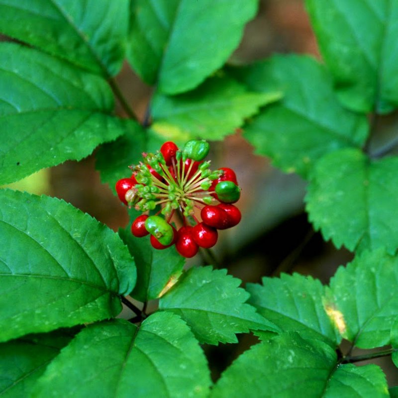 Panax Ginseng женьшень Seeds